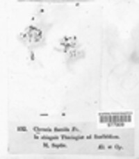 Phaeoclavulina flaccida image